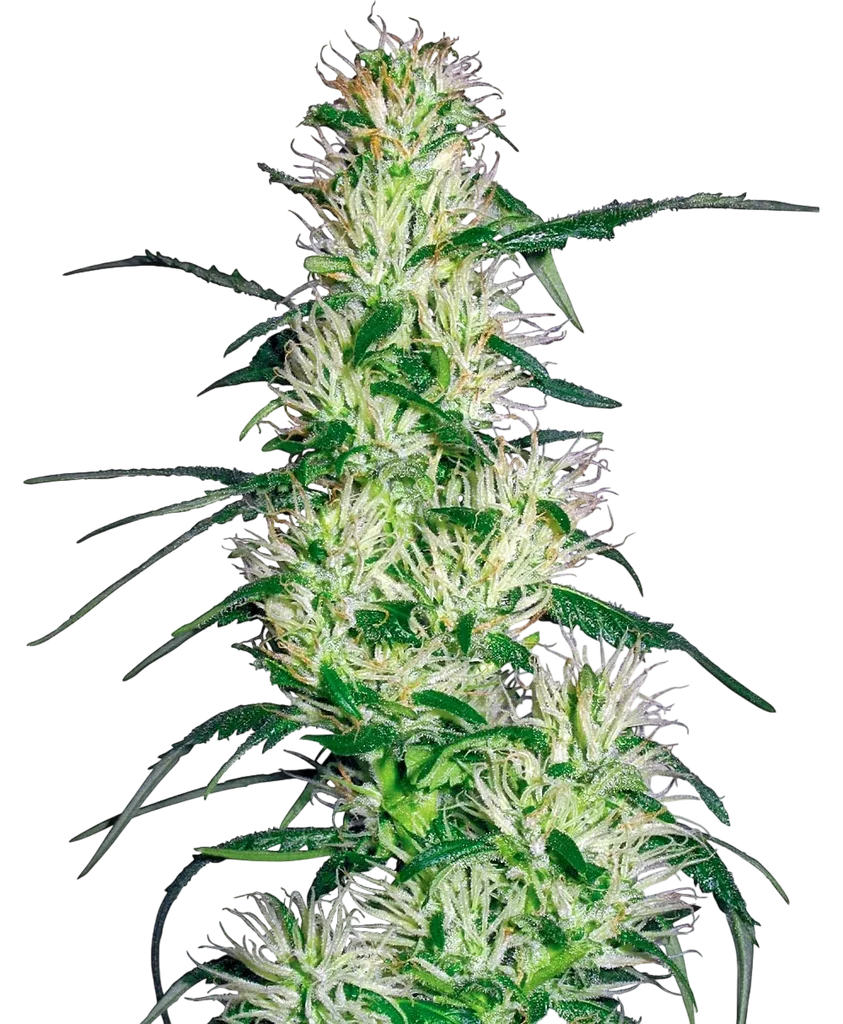 Purple Haze | PHOTOFEM | White Label Seed Company