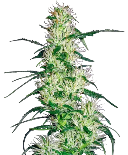 Purple Haze