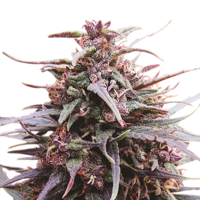 Purple Haze x Malawi
