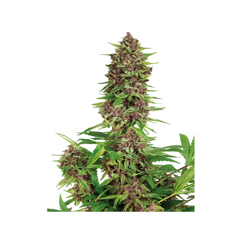 Purple Kush | PHOTOFEM | Buddha Seeds