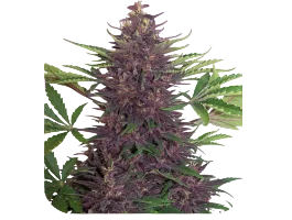 Purple Kush Auto | AUTOFEM | Buddha Seeds