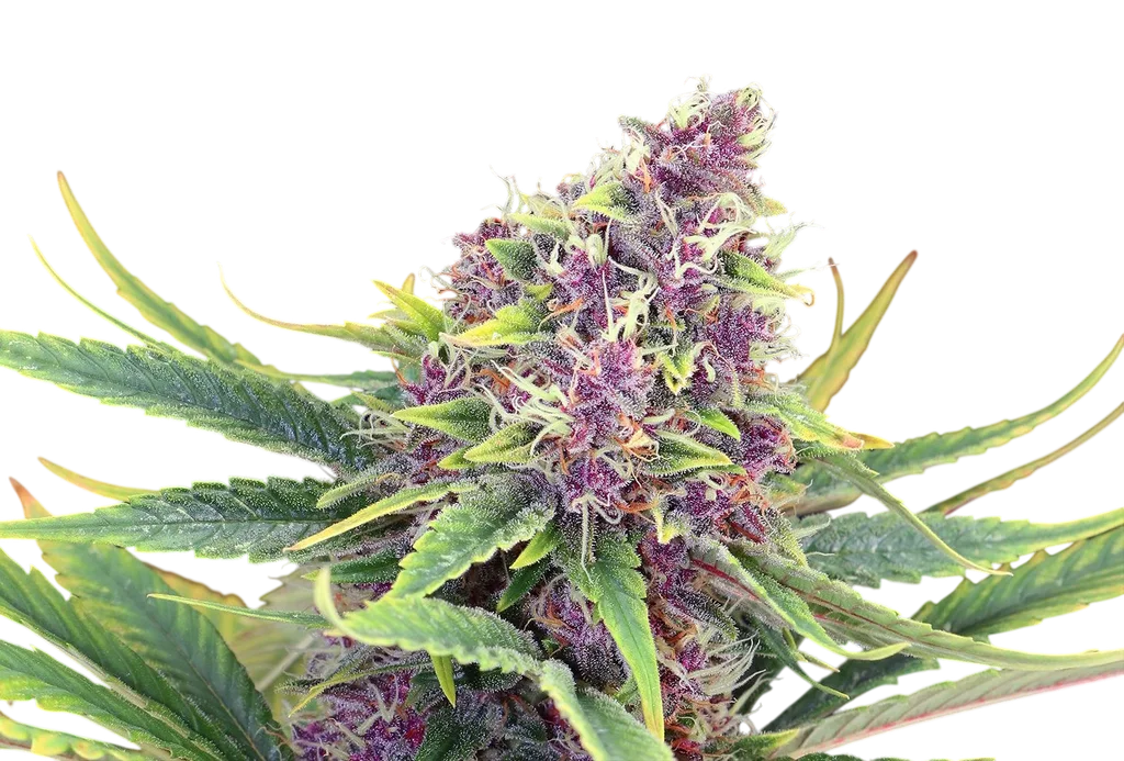 Purple Kush | PHOTOFEM | Kannabia Seeds