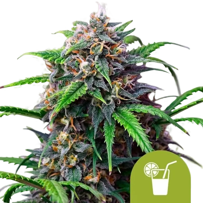 Purple Lemonade Auto | AUTOFEM | Royal Queen Seeds