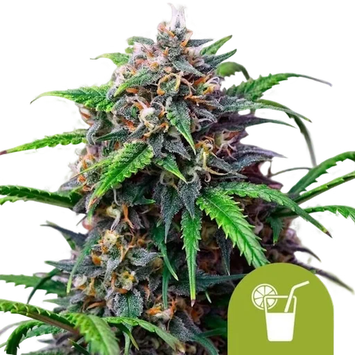Purple Lemonade Auto