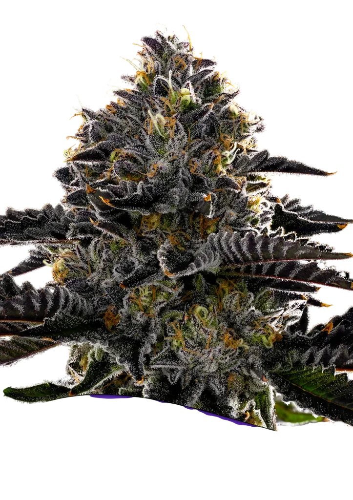 Purple Lobster | PHOTOFEM | Anesia Seeds