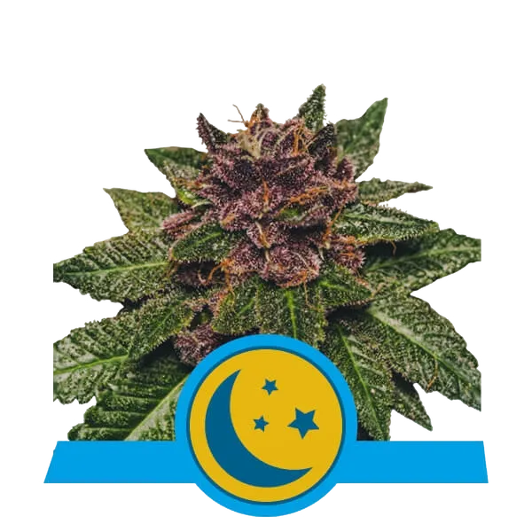 Purplematic CBD Auto | AUTOFEM | Royal Queen Seeds
