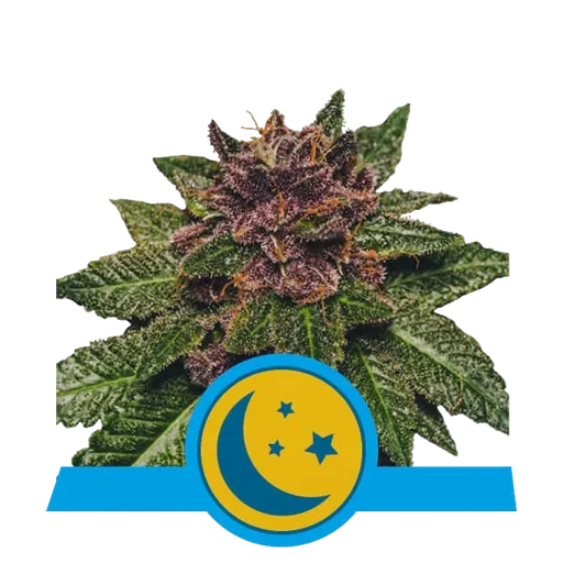 Purplematic CBD