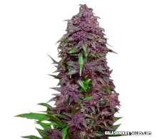 Purple Mazar Auto | AUTOFEM | Kalashnikov Seeds
