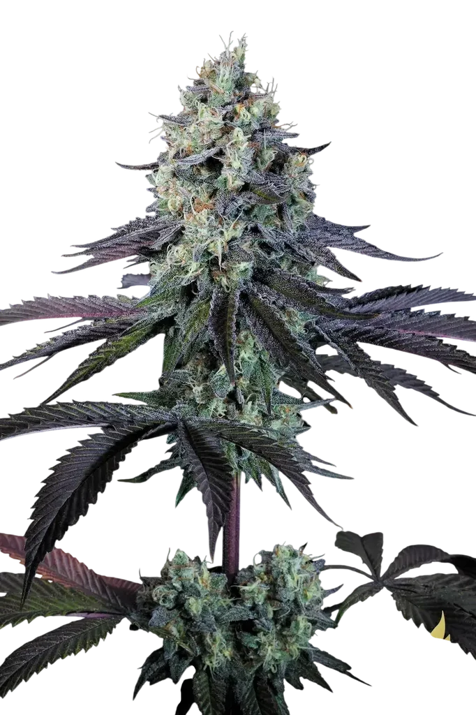 Purple Mints – Produktansicht