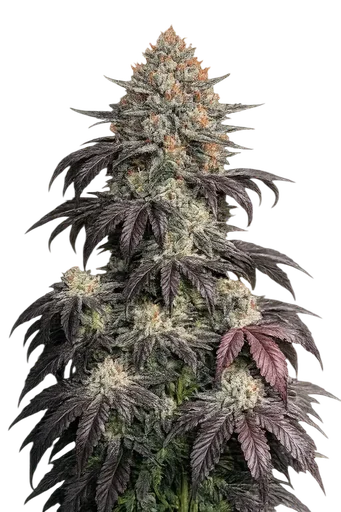 Black Kush