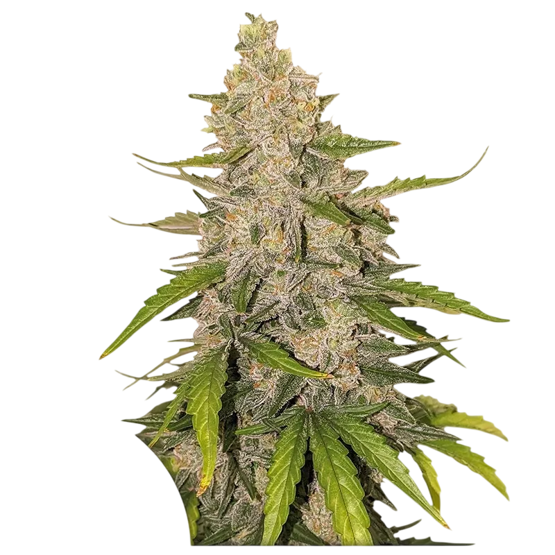 Purple OG Punch Auto | AUTOFEM | Super Sativa Seed Club