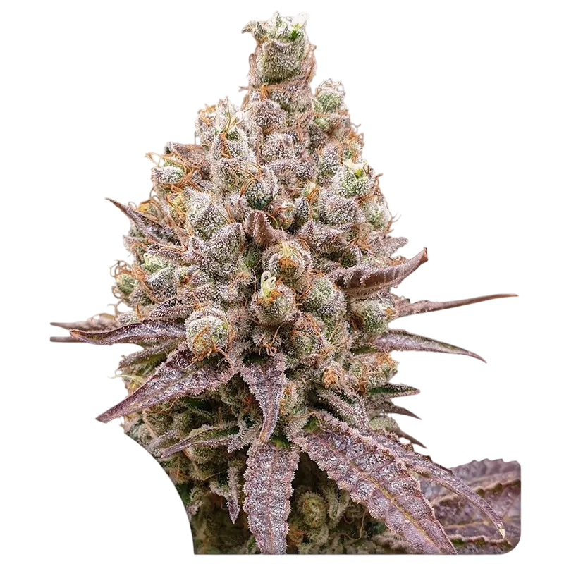 Purple OG Punch | PHOTOFEM | Super Sativa Seed Club
