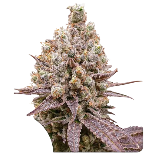 Purple OG Punch