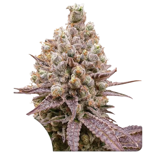 Purple OG Punch