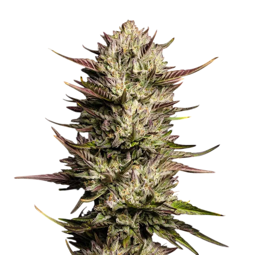 Purple Oreoz F1 | PHOTOFEM | Seedsman