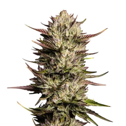 Purple Oreoz F1