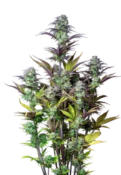 Original Blueberry Auto