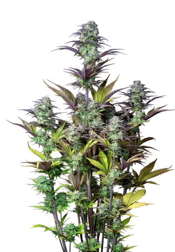 Original Blueberry Auto