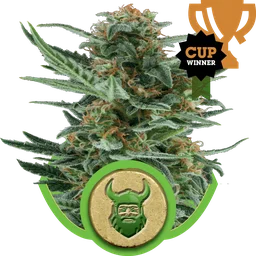 Royal Dwarf Auto