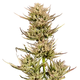 Cookie Apple OG F1 Auto
