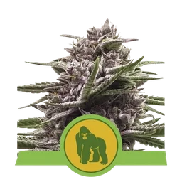 Royal Gorilla Auto