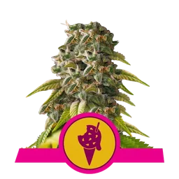 Cookies Gelato