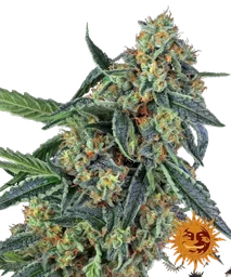 Cookies Kush