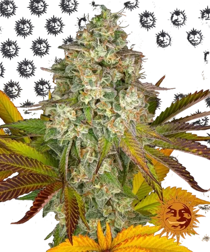 Cookies Kush Auto