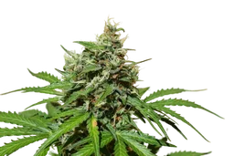 Cookies n Cream Auto