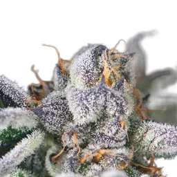 Cookies USA