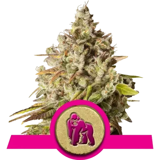 Royal Gorilla