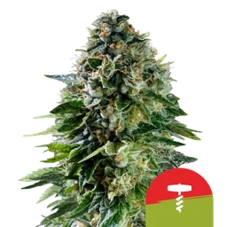 Corkscrew Auto