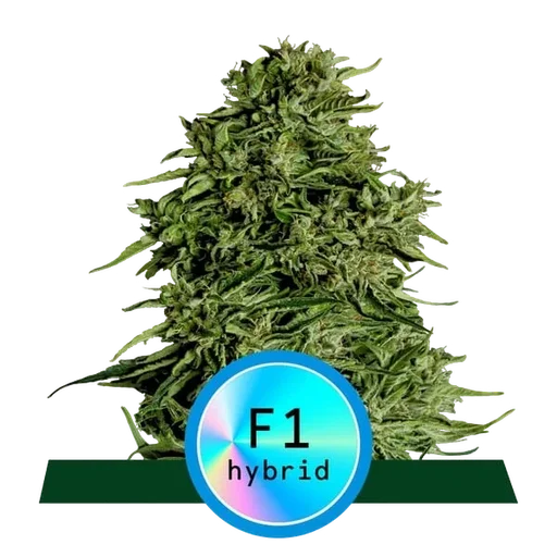 Cosmos F1 CBD Auto