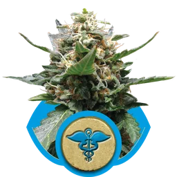Royal Medic CBD