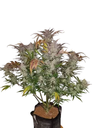 Cream Cookies Auto