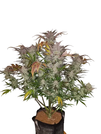 Cream Cookies Auto