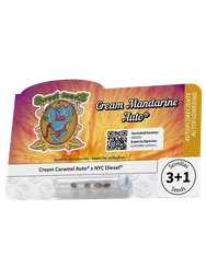 Cream Mandarine Auto