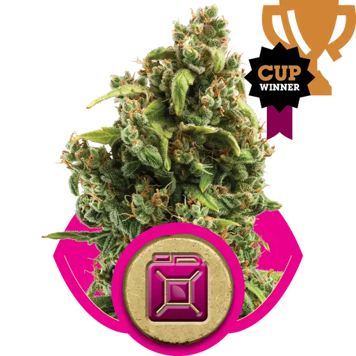Sour Diesel