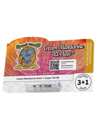 Cream Mandarine XL Auto