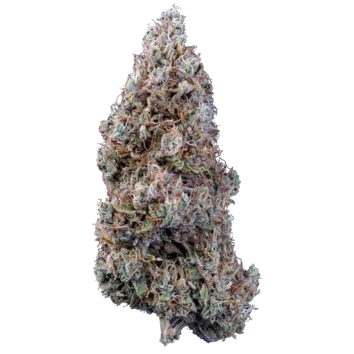 Crème Bubbly Auto