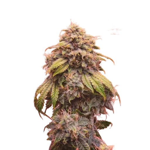 Creme de la Chem Auto