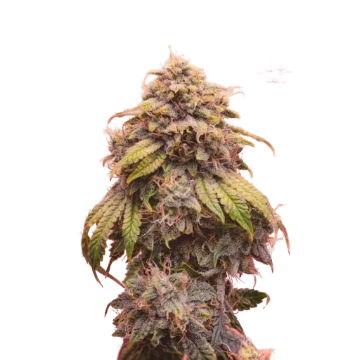Creme de la Chem Auto