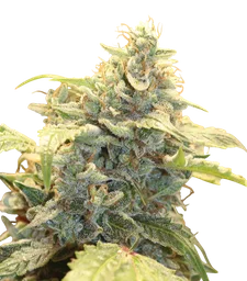 Creme-Tasmo Auto