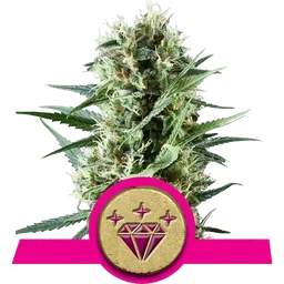 Special Kush #1
