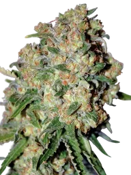 Critical