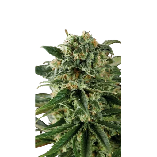 Critical Auto
