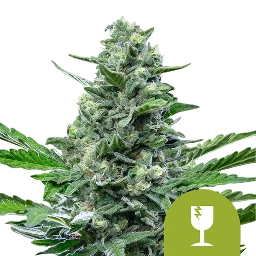 Critical Auto