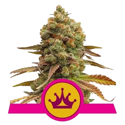 Skunk XL