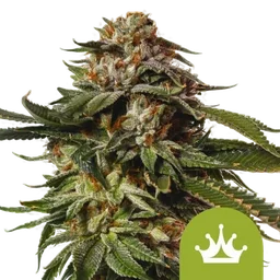 Special Queen #1 Auto