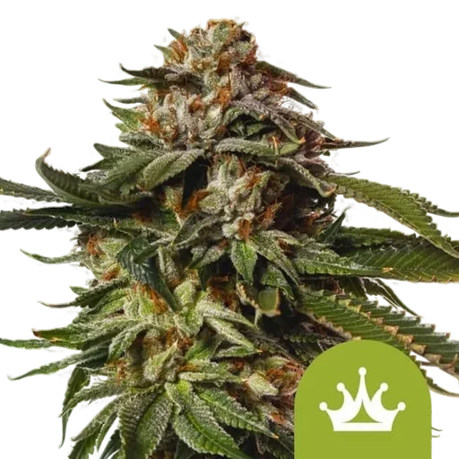 Special Queen #1 Auto